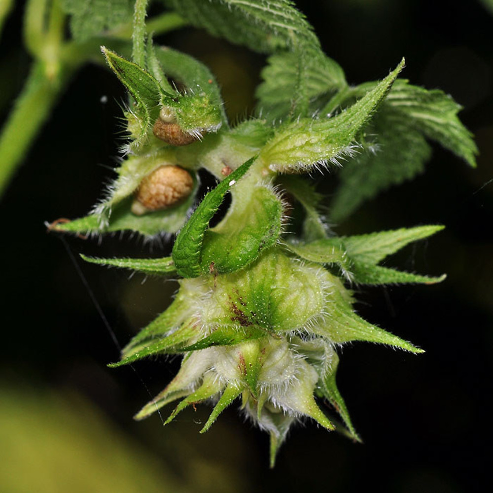 Japanese Hops Invasive Japanese Hops » Conservation Office