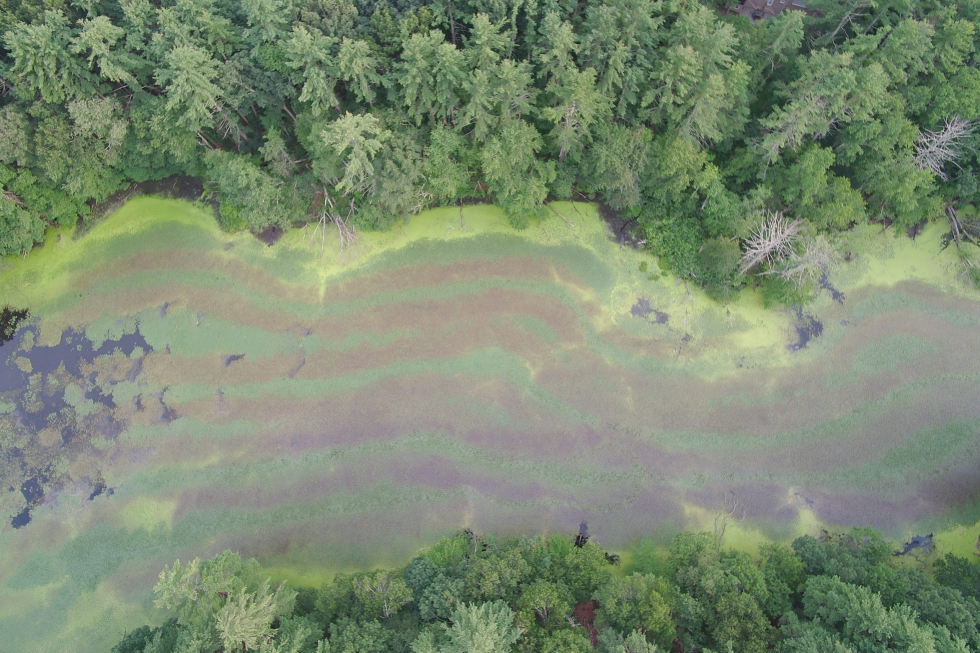 Stearns Mill Pond After Initial Treatment 10