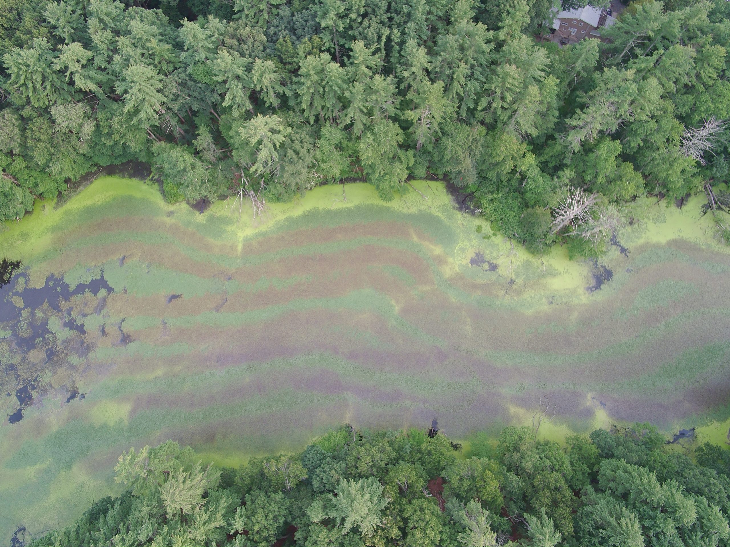 Stearns Mill Pond After Initial Treatment 10