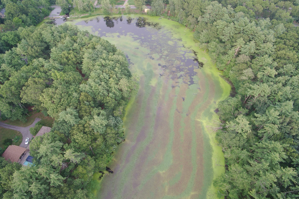 Stearns Mill Pond After Initial Treatment 11