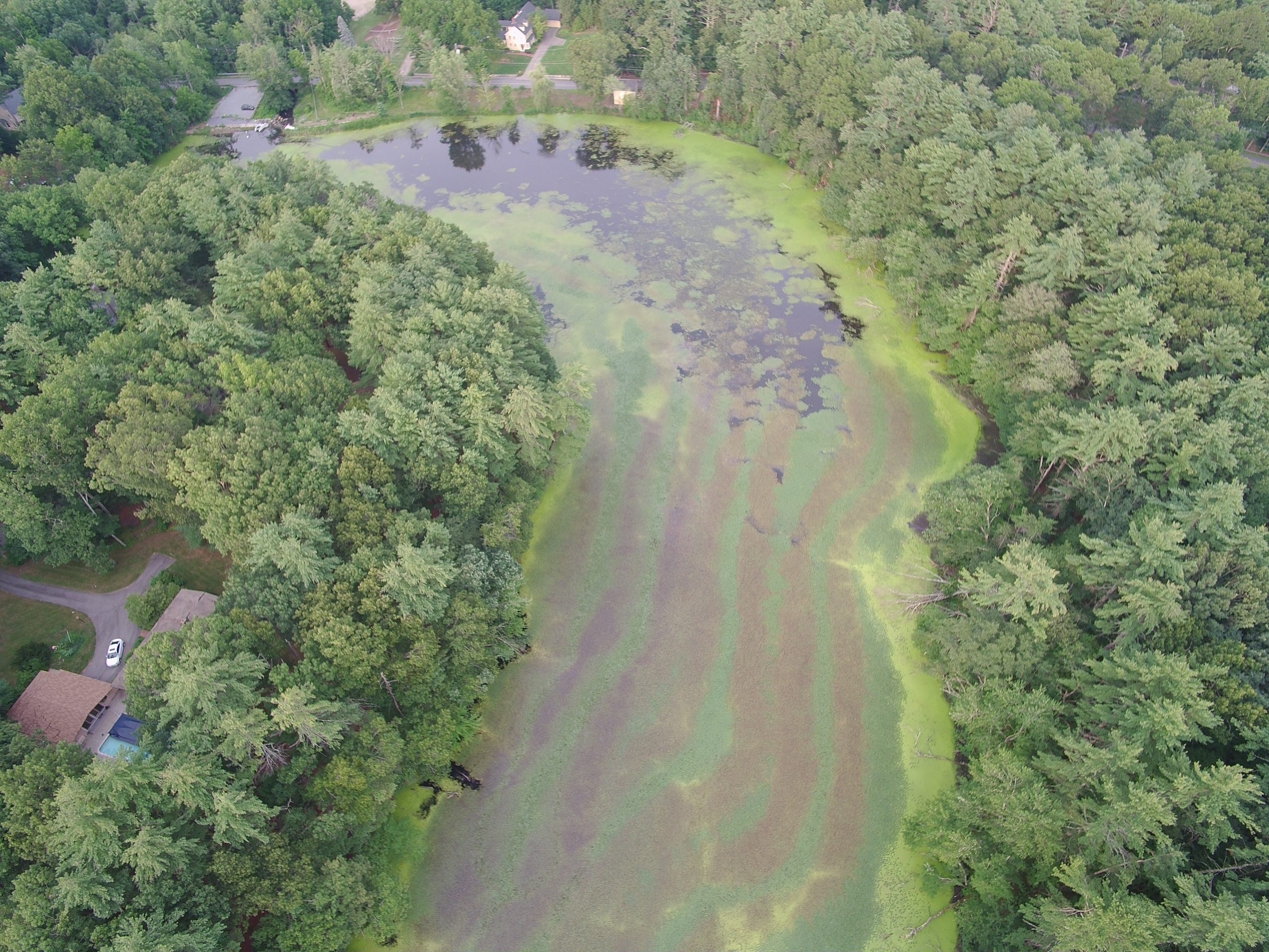 Stearns Mill Pond After Initial Treatment 11