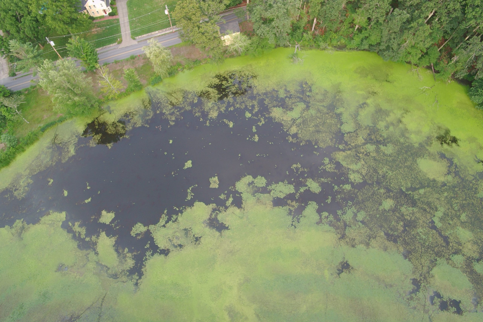 Stearns Mill Pond After Initial Treatment 12