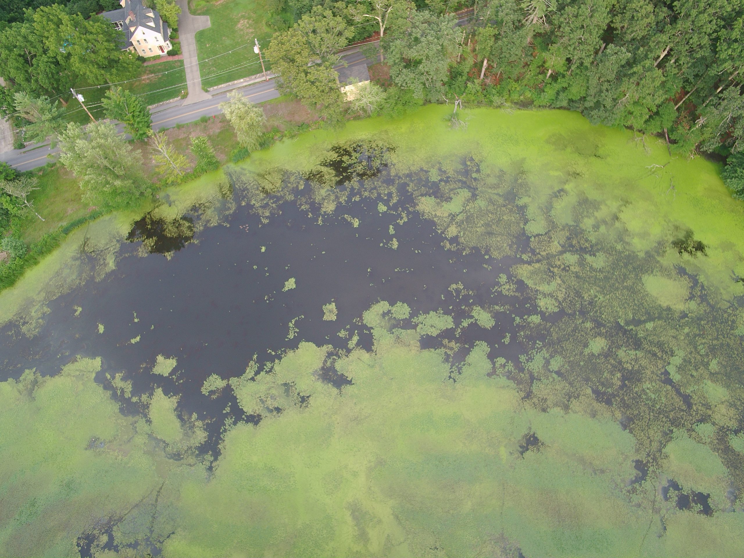 Stearns Mill Pond After Initial Treatment 12