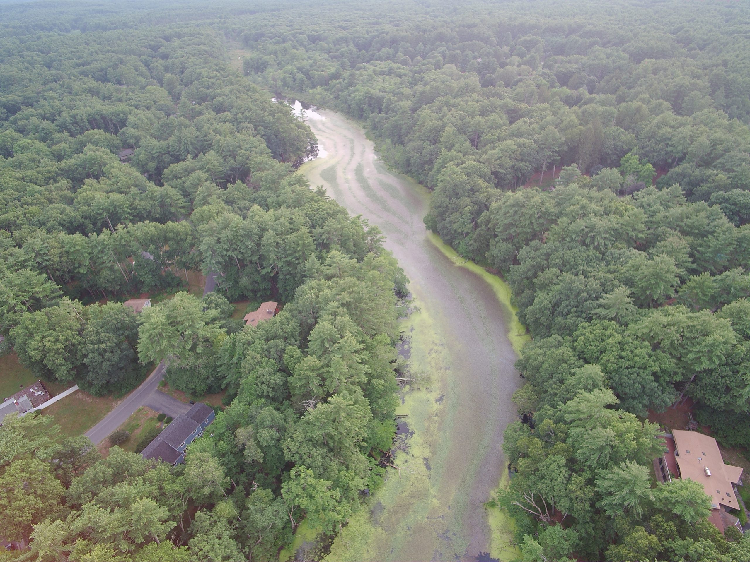 Stearns Mill Pond After Initial Treatment 9
